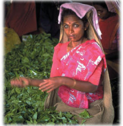 Lady picking tea